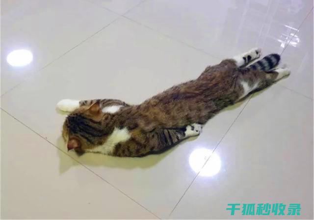 地倒设施与宠物救援行动：救助受困宠物的场所 (倒置地形)
