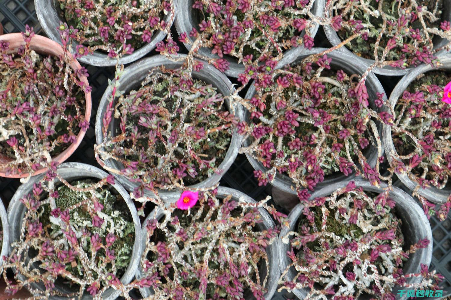 多肉植物养护秘方：让多肉植物叶片更加饱满 (多肉植物养护技巧)