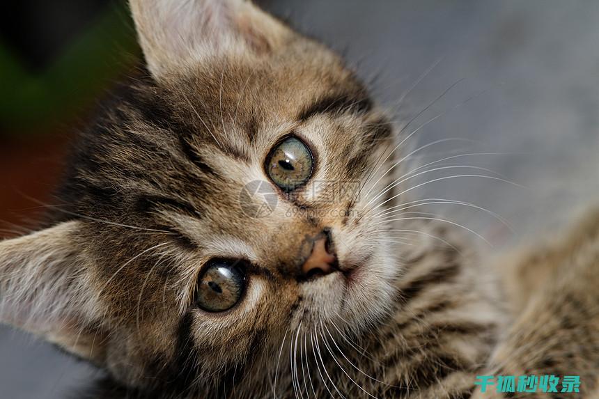 如何通过更换猫砂盆材质减少不安