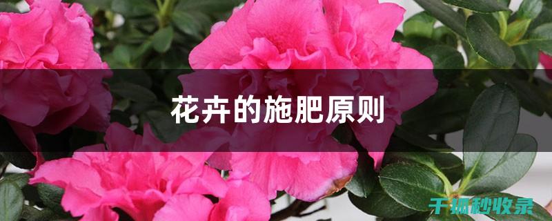 花卉施肥的时机：春天、夏天、秋天和冬天的区别 (花卉施肥的时间)