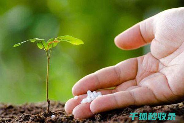 花卉施肥时机有哪些