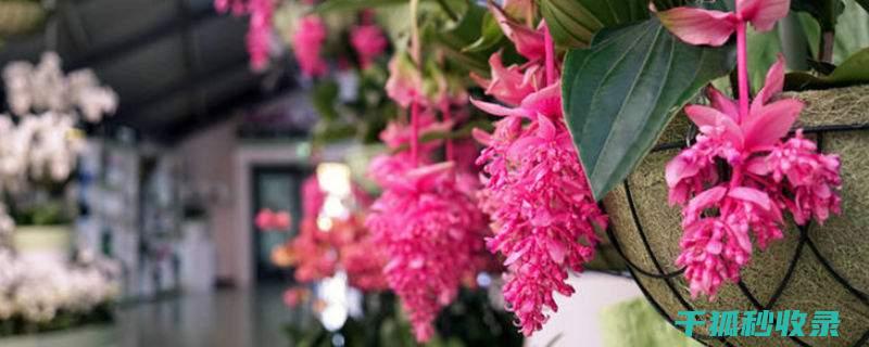 花卉施肥吗