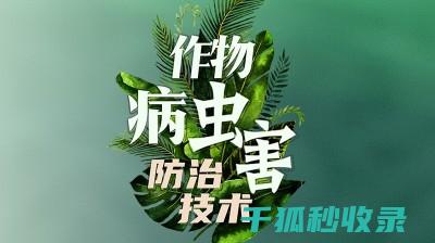如何黑光灯诱杀害虫