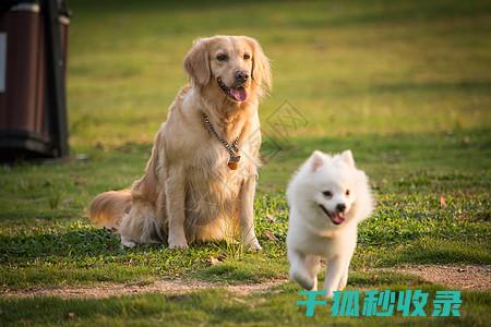 宠物疫苗种类全汇总：为您的爱宠提供最佳免疫保护 (宠物疫苗种类和名称)