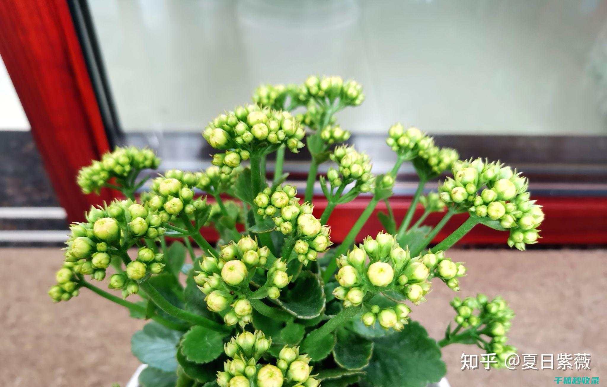 延长鲜花寿命的三种方法：你必须试试 (延长鲜花寿命的7种方法)