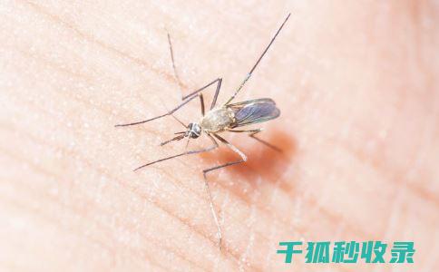 蚊虫叮咬后的止痒秘诀，快来看看这些实用方法 (蚊虫叮咬后的图片)
