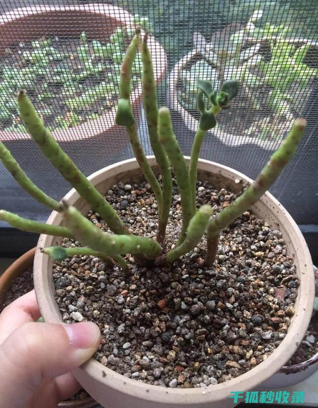 植物叶片光亮：叶绿素在阳光下的神奇反应 (植物叶片光亮剂配方)