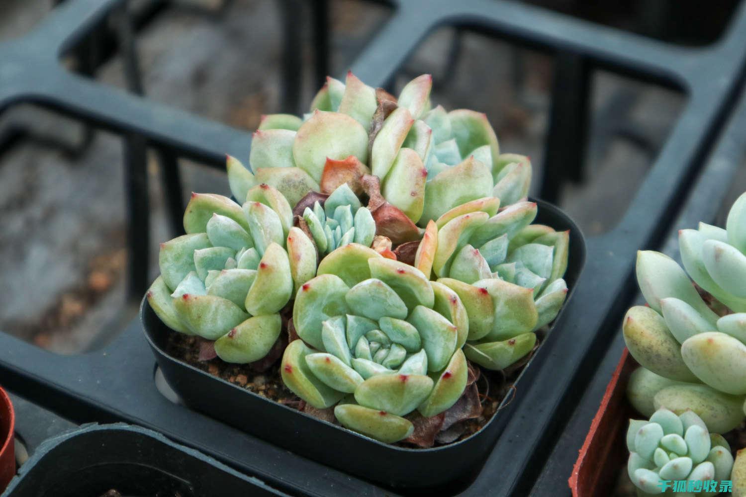 多肉植物养护指南：新手也能轻松上手 (多肉植物养护技巧)