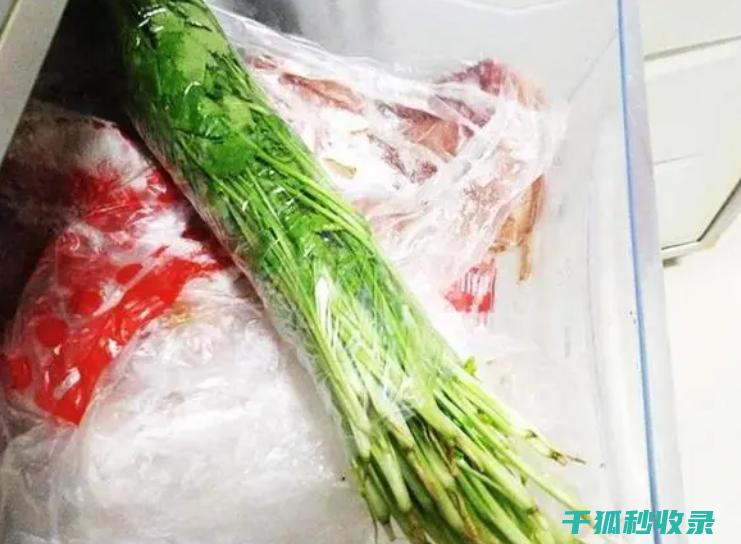 防保存香菜？试试这个绝妙小窍门！ (保存香菜原来这么简单 三种方法轻松避免黄叶与腐烂)