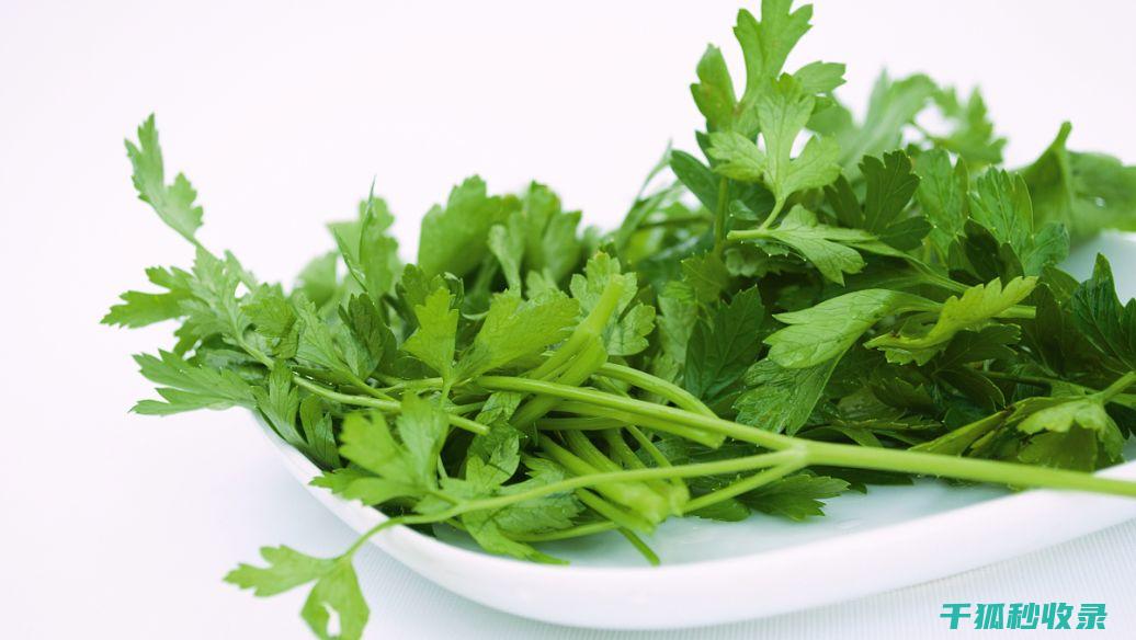 防保存香菜？这样做香菜能保持翠绿数天！ (保存香菜的好方法)