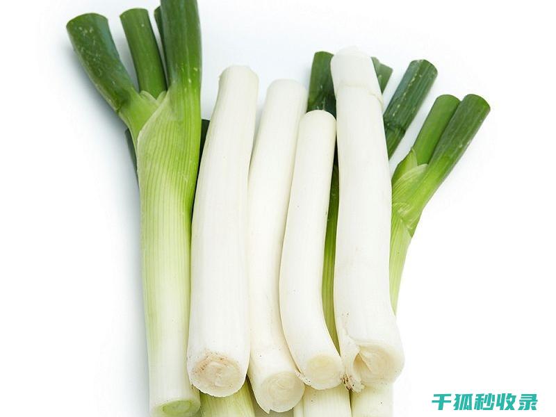 大葱保存技巧：延长葱的新鲜度的秘诀 (大葱保存技巧和方法)