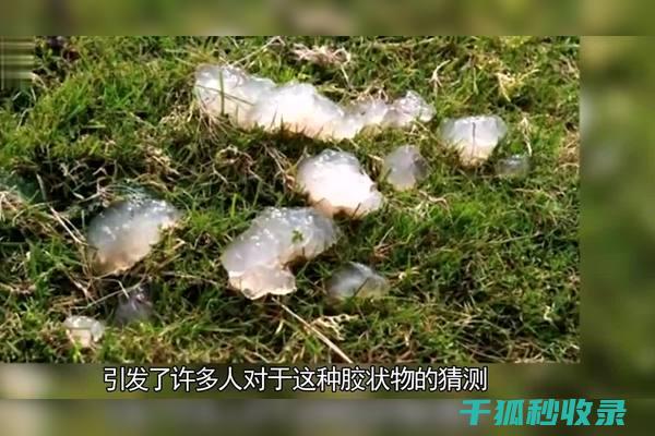 雨水挑战中的最佳选择：如何挑选高品质雨伞？ (雨水战绩不好怎么办)