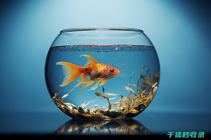鱼缸清洁技巧：如何安全地清理水草底砂过滤棉 (鱼缸清洁技巧视频)
